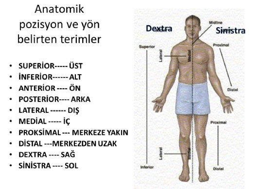 Image result for Anatomi Terimleri