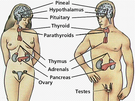 nsan Anatomisi