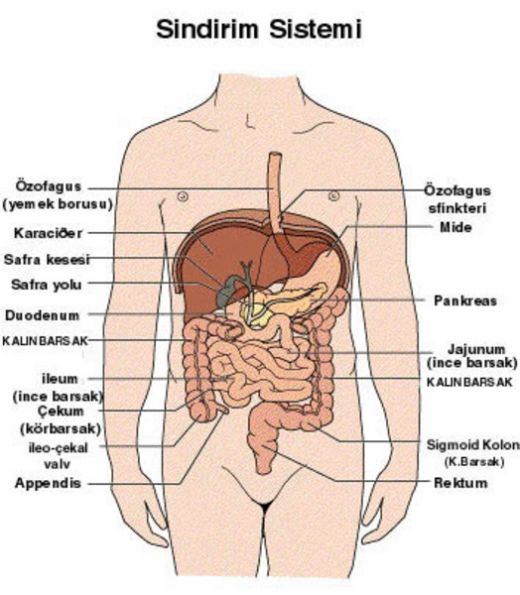 10 Sınıf Anatomi