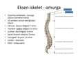 Vertebra Anatomisi Yapısı