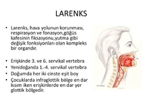 Larinks Anatomisi Larinks Kompartmanları