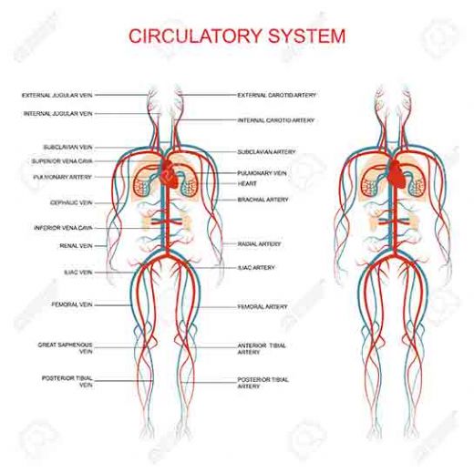 Anatomi Dolaşım Sistemi