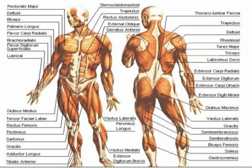 Anatomi Kas Sistemi