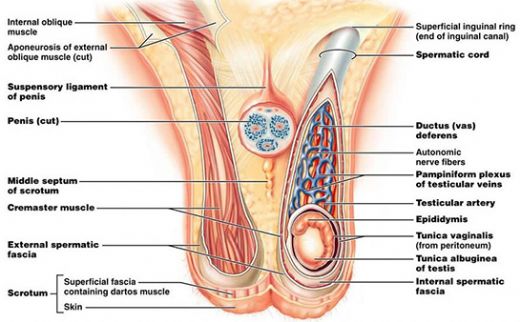Anatomi Testis
