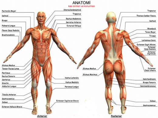 Anatomi Ve Fizyoloji Modülü