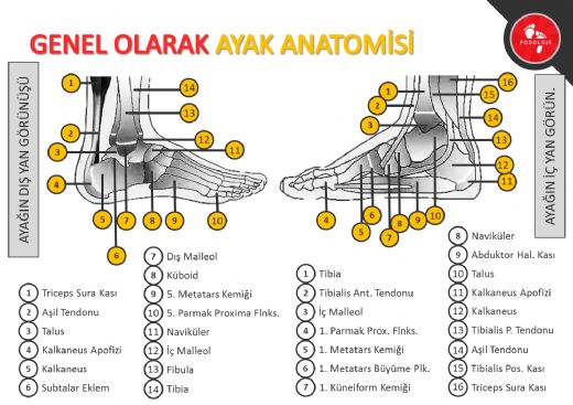 Ayak Alt Anatomisi