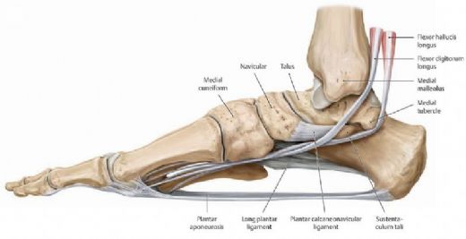 Ayak Bilei Anatomisi