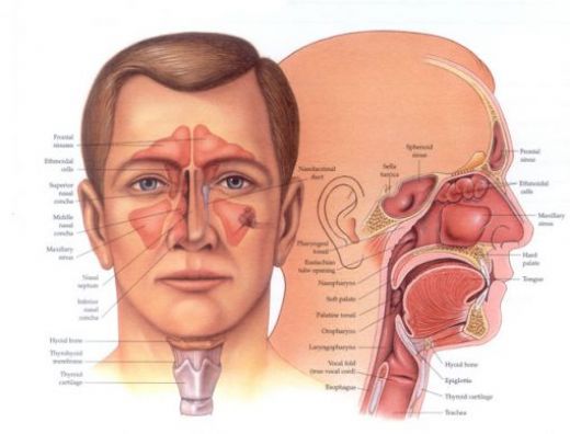 Baş Anatomisi