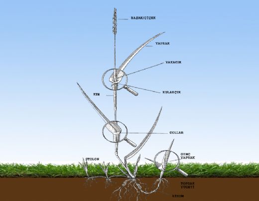 Bitki Anatomisi