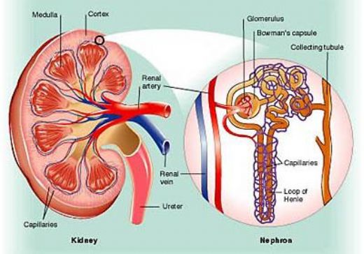 Bbrek Anatomisi