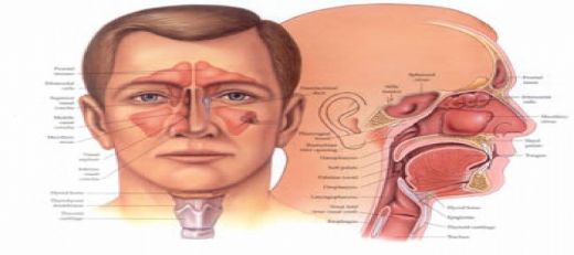 Boaz Anatomisi