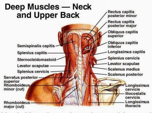 Boyun Kasları Anatomisi