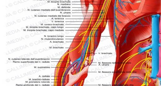 Dirsek Eklemi Anatomisi