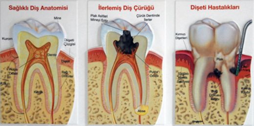 Diş Anatomisi