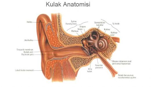 Dış Kulak Anatomisi