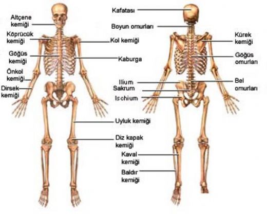 İnsan Vücudu Anatomisi