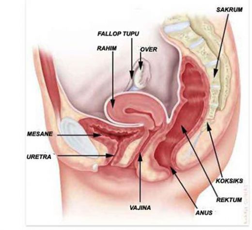 Kadın Vücudu Anatomisi