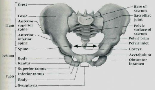 Kemik Pelvis Anatomisi