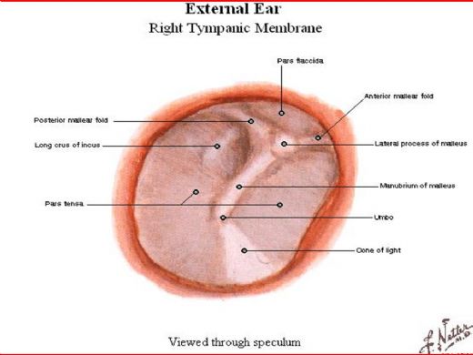 Kulak Zar Anatomisi