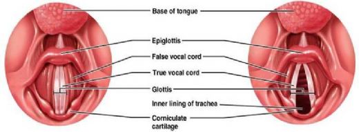 Larynx Anatomi