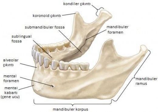 Mandibula Anatomisi