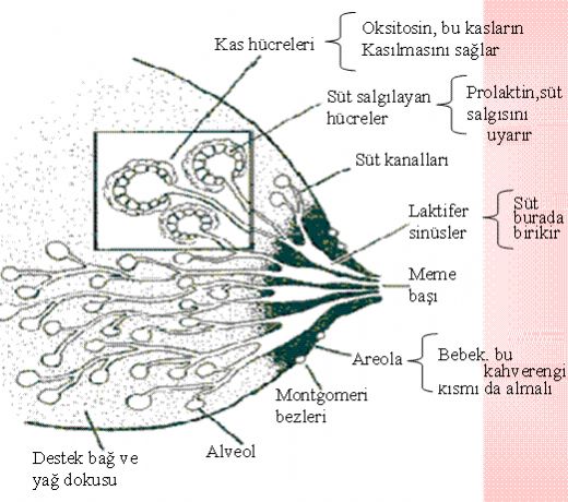 Meme Anatomisi