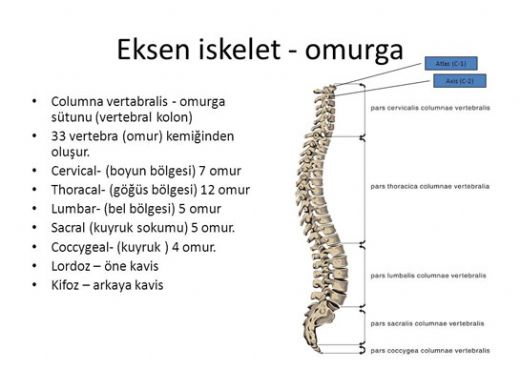 Omurga Anatomisi