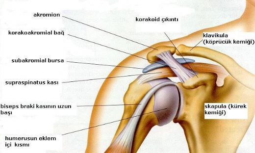 Omuz Anatomisi