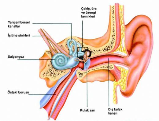 Orta Kulak Anatomisi