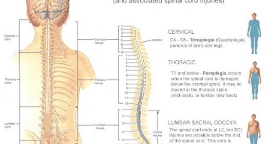 Spinal Anatomi