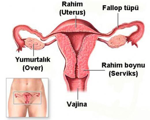 Vajina Anatomisi