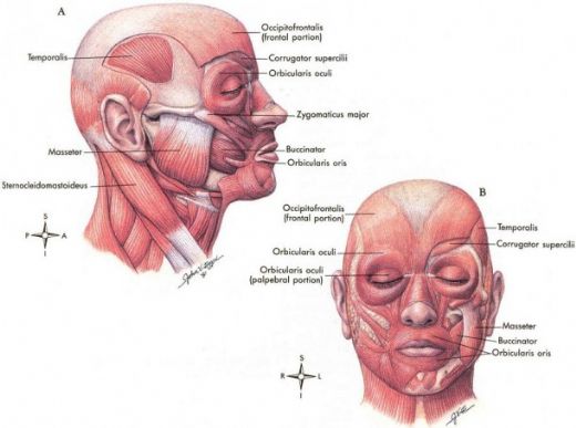 Yüz Anatomisi