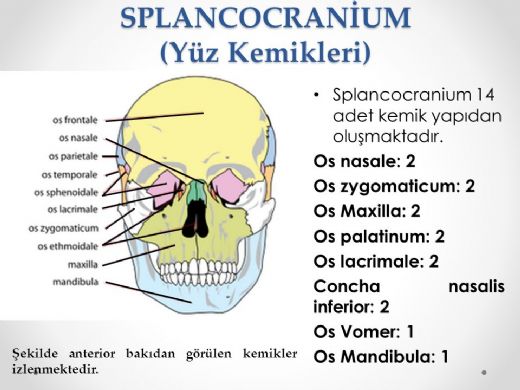 Yz Kemikleri Anatomi