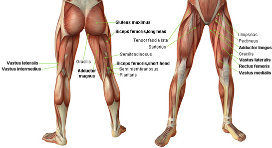 Anatomi Bacak Kasları