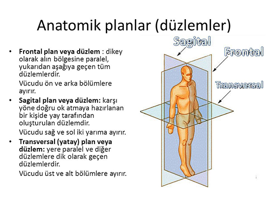 Anatomi Eksenler ve Dzlemler