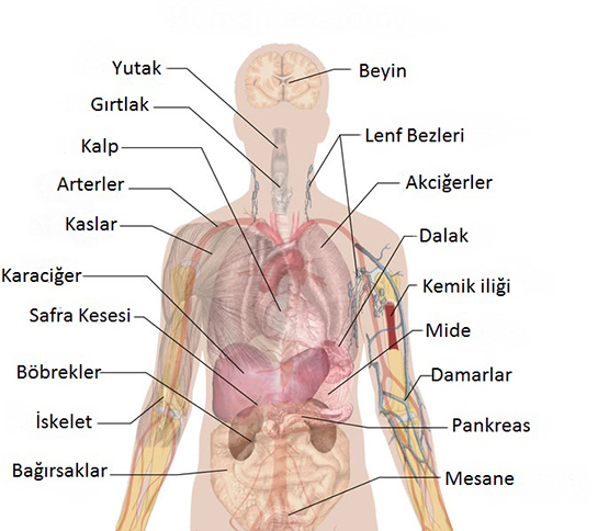 Anatomi Endokrin Sistemi
