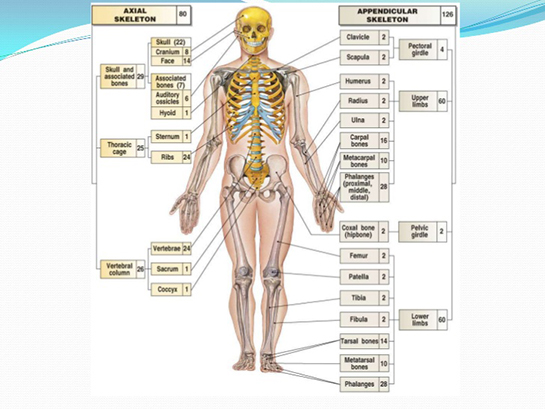 Anatomi Hareket Sistemi