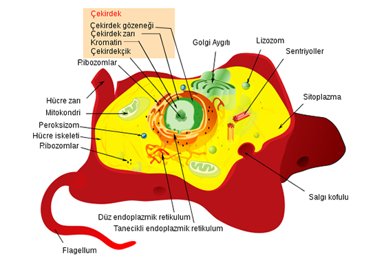 Anatomi Hücre