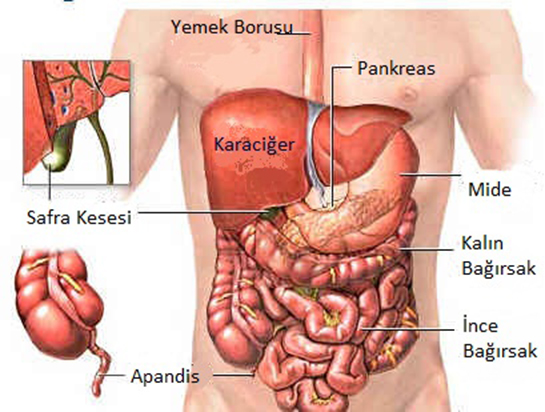 Anatomi İç Organlar