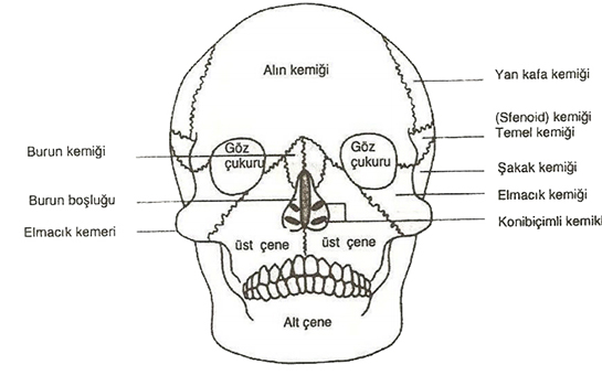 Anatomi Kafatası Kemikleri