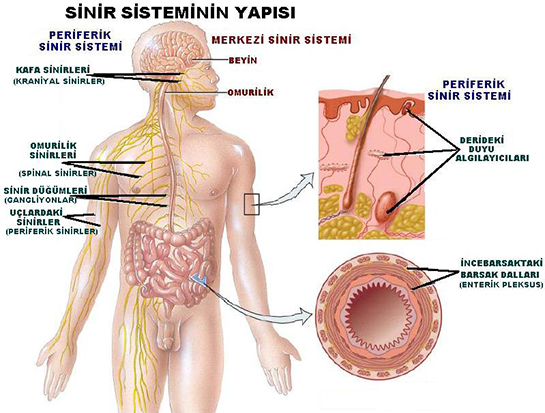 Anatomi Sinir Sistemi