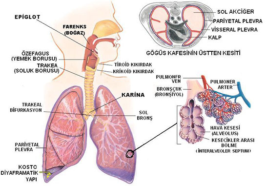 Solunum Sistemi Anatomisi