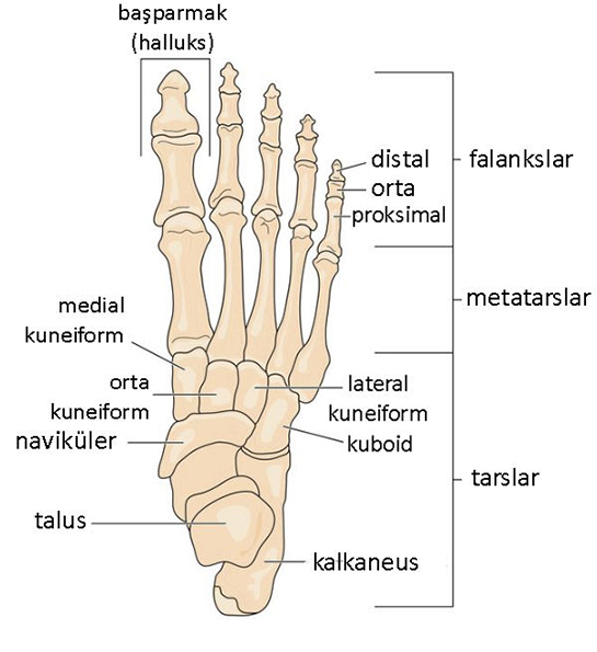 Ayak Anatomisi