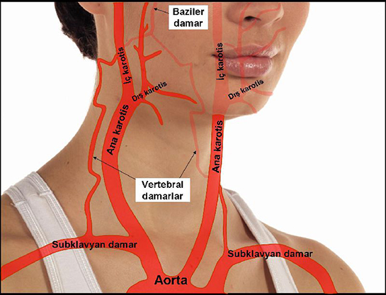 Ba Boyun Anatomisi