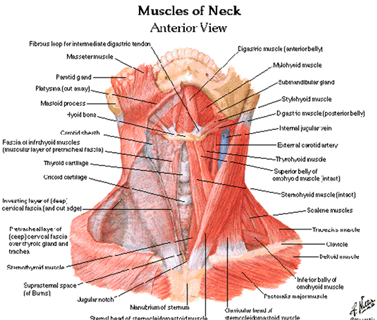 Boyun Anatomisi