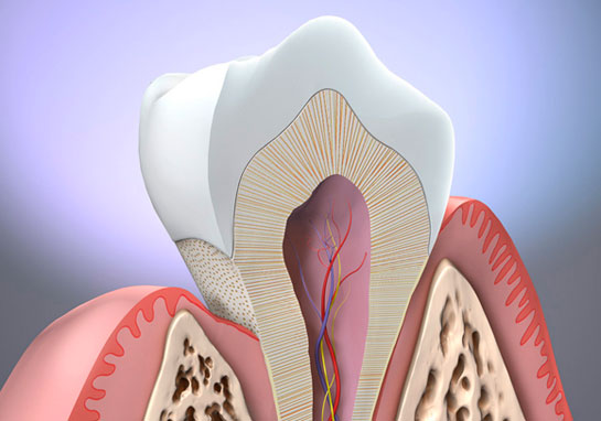 Diş Anatomisi Ve Fizyolojisi