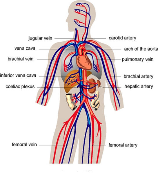 Dolaşım Sistemi Anatomisi