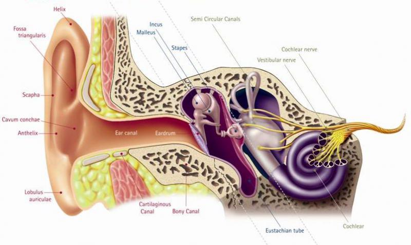 İç Kulak Anatomisi