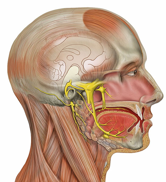 Kafa Anatomisi
