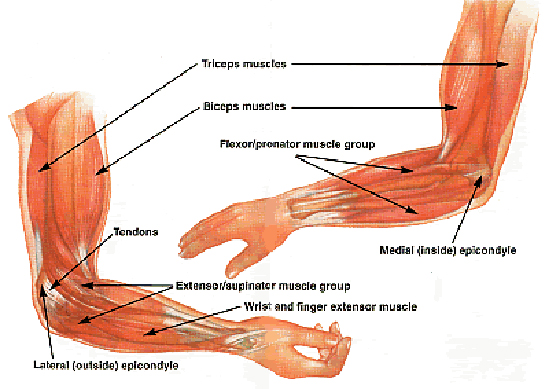 Kol Anatomisi